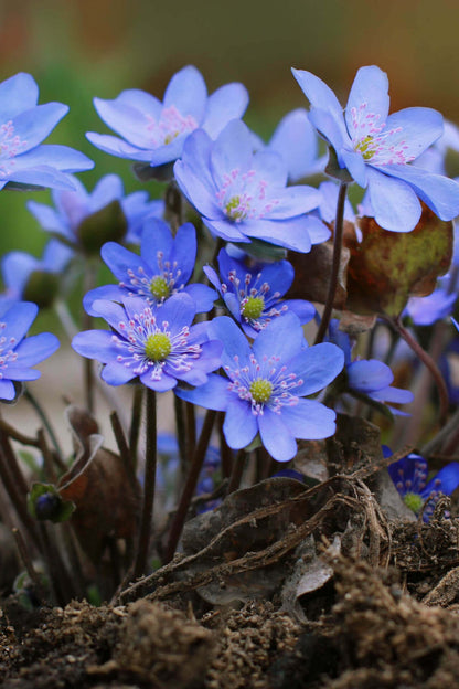 Delicate blue Hepatica Liverleaf flowers with pink stamens in soil