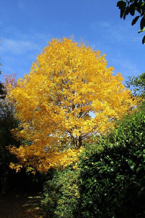 Vibrant golden-yellow Hickory Nut Tree with dense foliage against blue sky