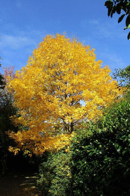 Vibrant golden-yellow Hickory Nut Tree with dense foliage against blue sky