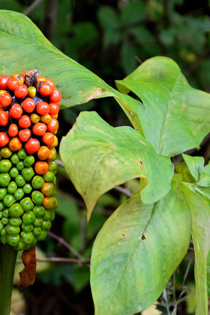 Jack in the pulpit vibrant spadix with red and green berries