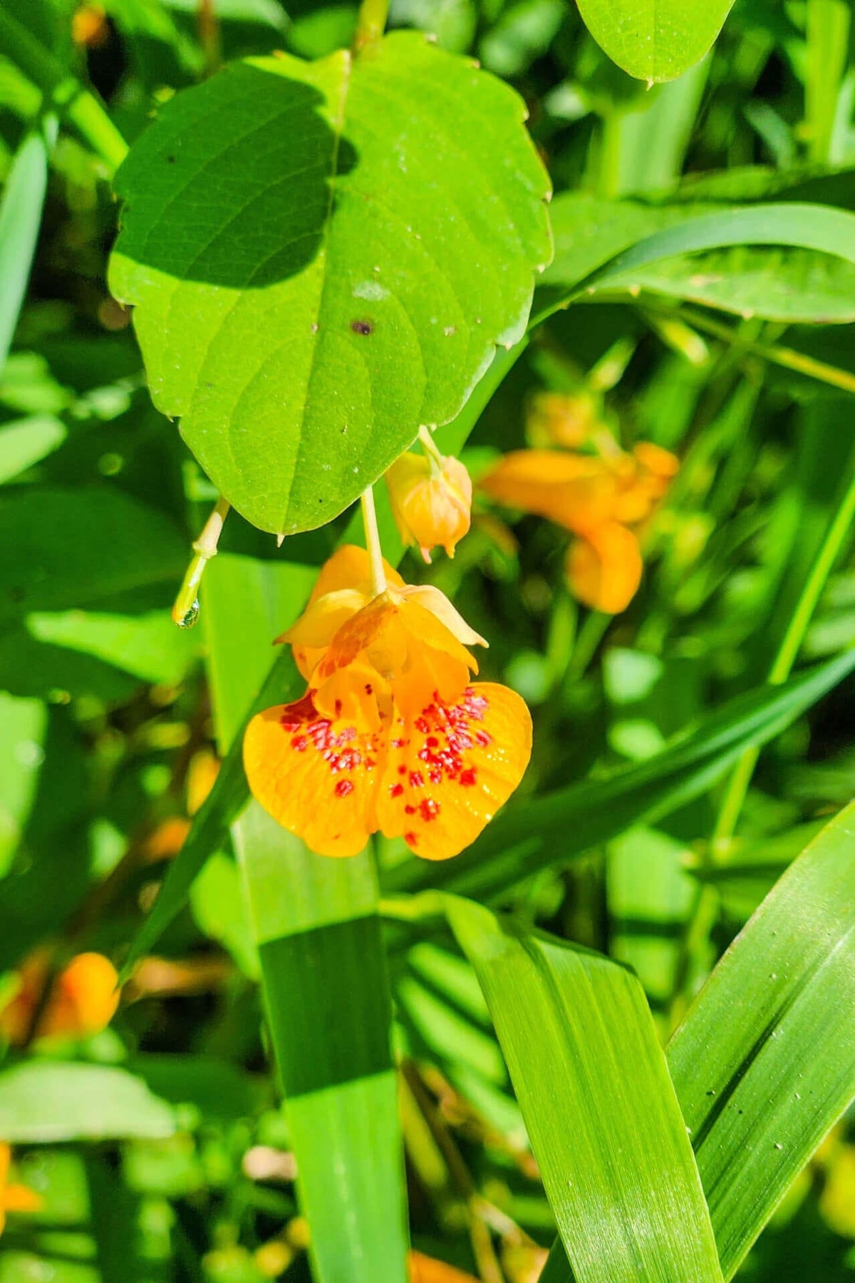 Jewelweed orange flower with red speckles on petals amid green foliage