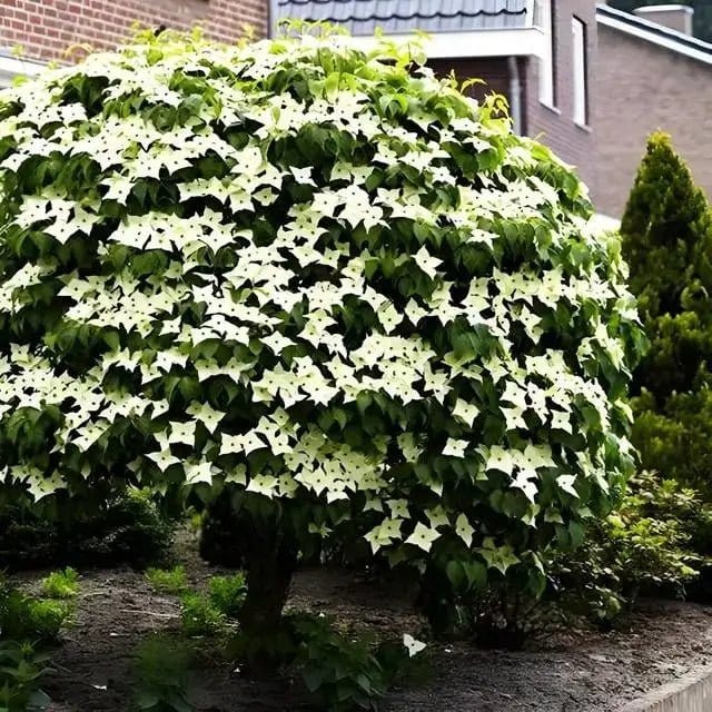 Kousa dogwood tree with lush green foliage and white star flowers