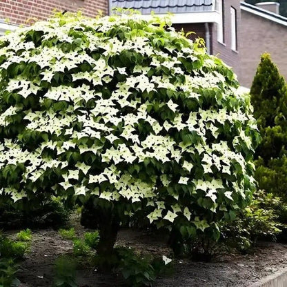 Kousa dogwood tree with lush green foliage and white star flowers