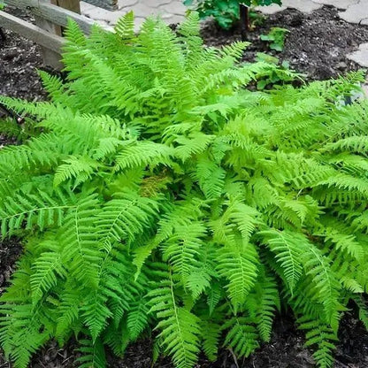 Lady Fern: lush vibrant green fern with delicate feathery fronds