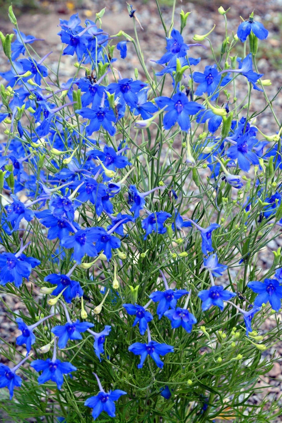 Vibrant Larkspur Delphinium blue flowers with star-shaped petals