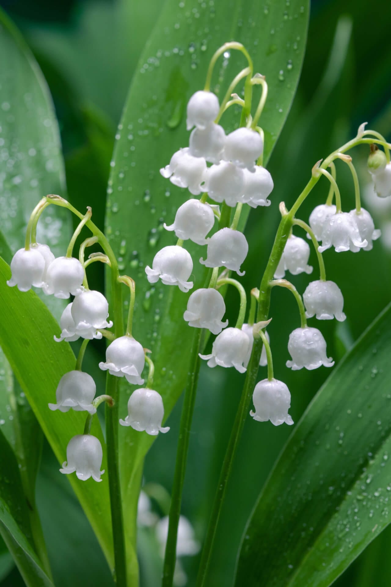 Lily of the valley delicate white bell flowers with dewdrops