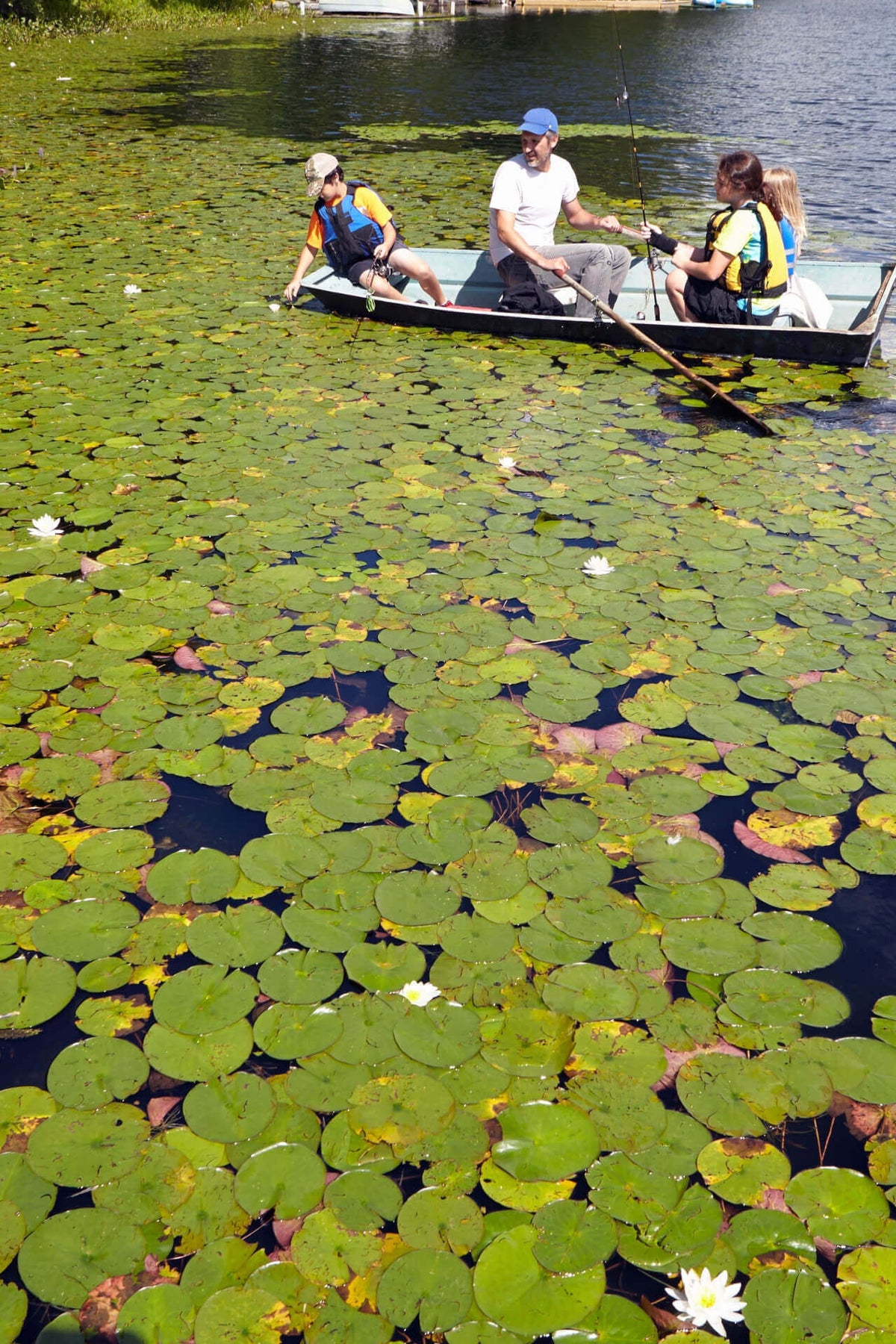 Green lily pad-covered pond with white Nymphaeaceae water lilies