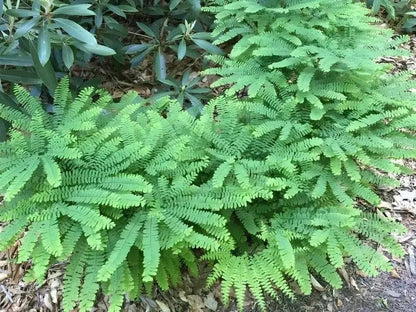 Lush Maidenhair Fern with vibrant green feathery fronds