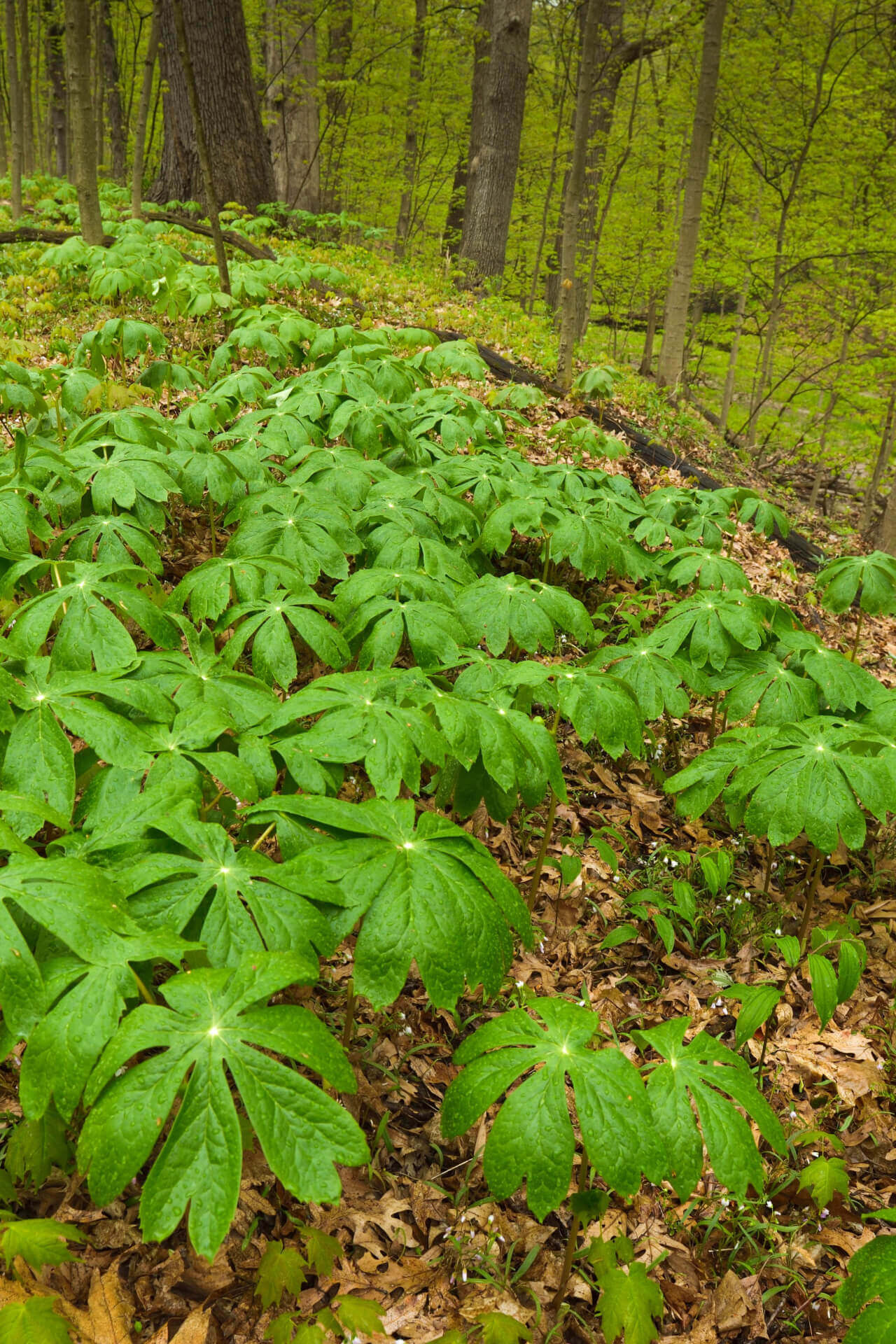 Lush Mayapple forest floor with vibrant green palmate leaves and fallen brown leaves