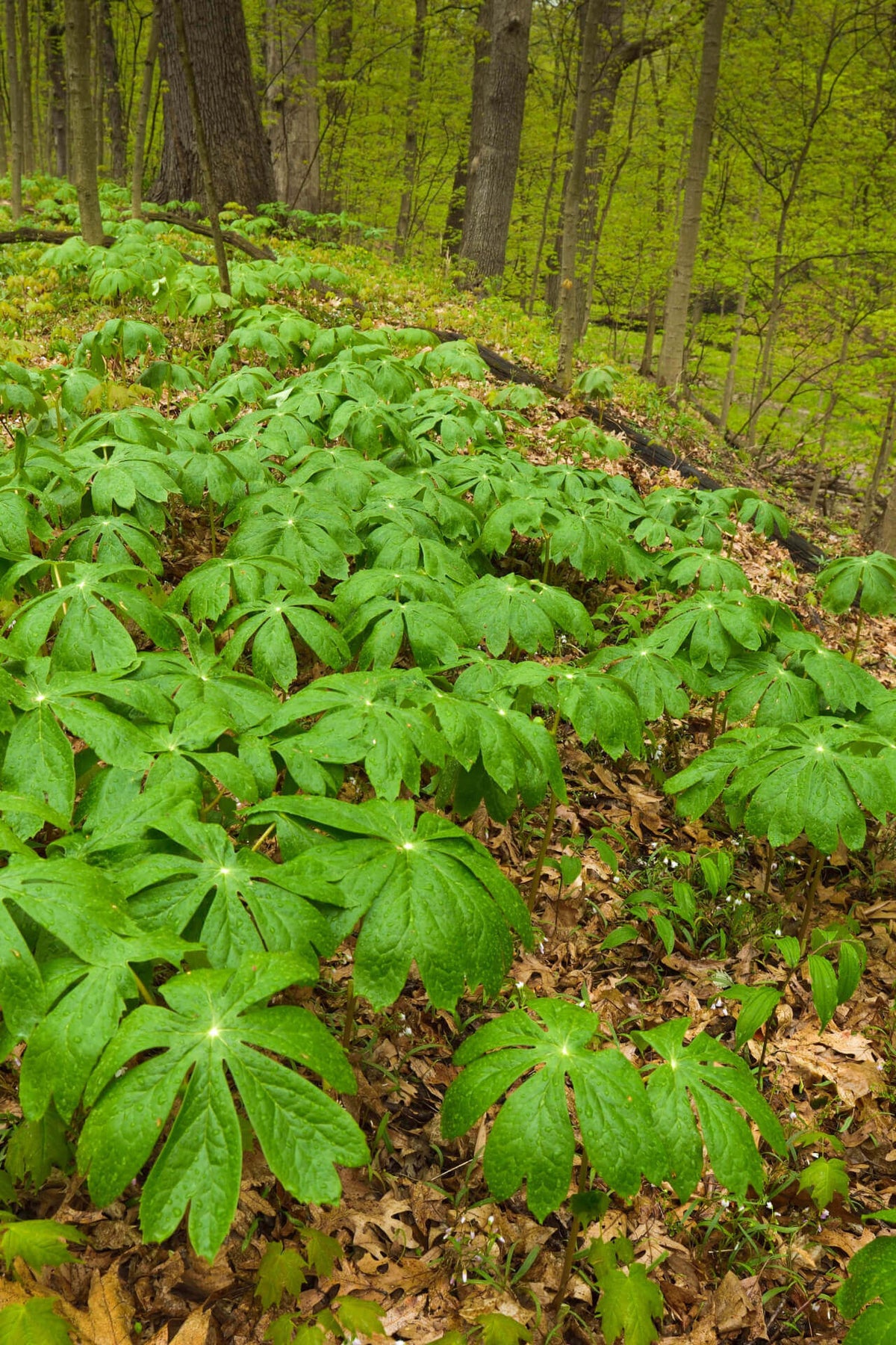 Lush Mayapple forest floor with vibrant green palmate leaves and fallen brown leaves