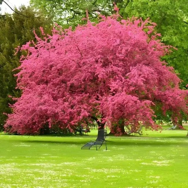 Vibrant pink Memorial Tree with cascading blossoms in lush green park