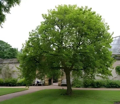Lush full-bodied Mulberry Tree with sturdy trunk and dense green foliage in garden