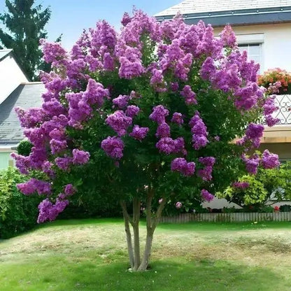 Vibrant Muskogee Crepe Myrtle with lush purple lilac clusters and green foliage