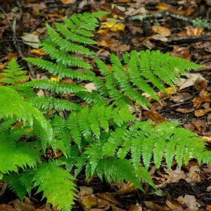 New York Fern: vibrant green fronds emerging from autumn leaves