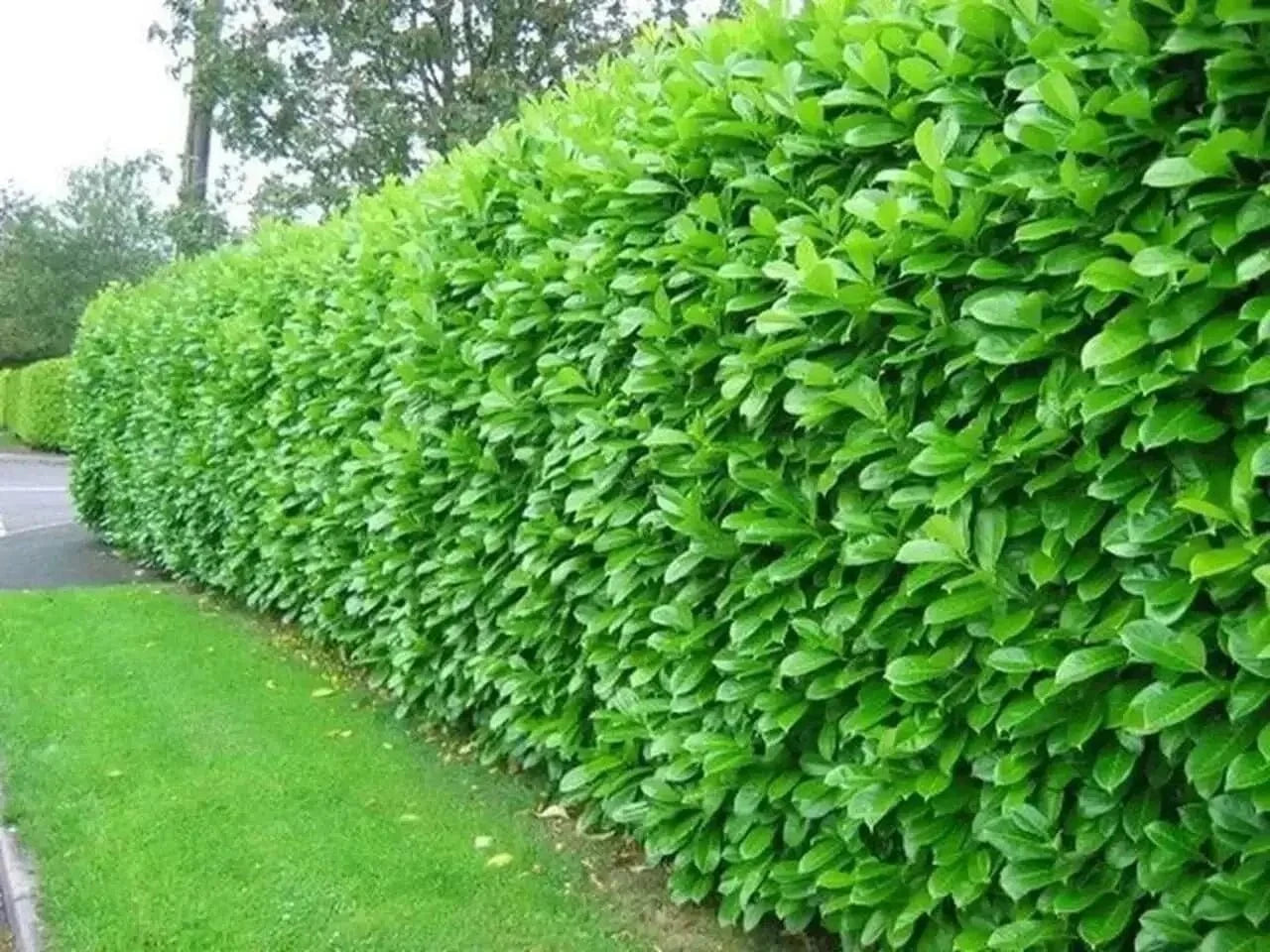 Northern Privet lush green hedge with dense oval leaves, neatly trimmed living wall