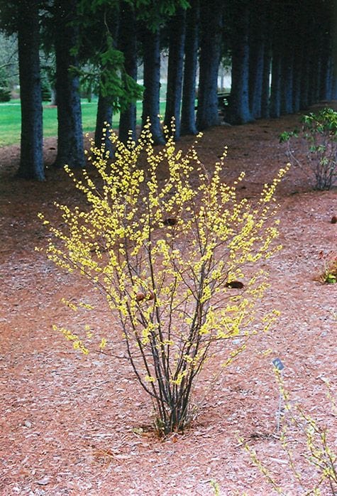 Vibrant Northern Spicebush forsythia with yellow blossoms on dark branches in mulch