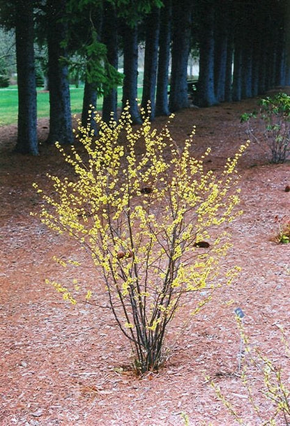 Vibrant Northern Spicebush forsythia with yellow blossoms on dark branches in mulch