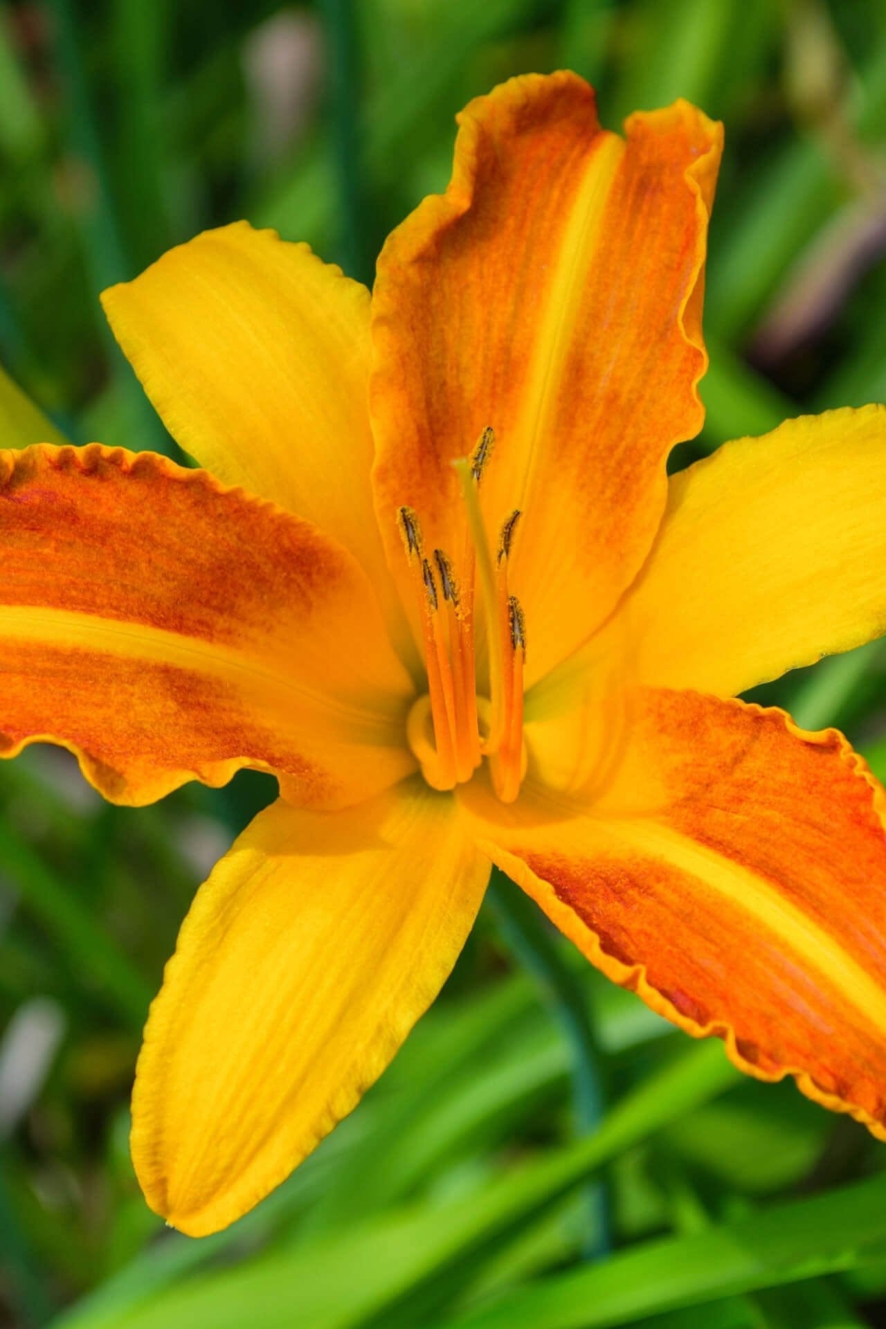 Vibrant orange and yellow Orange Daylily with ruffled petals and stamens