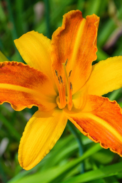 Vibrant orange and yellow Orange Daylily with ruffled petals and stamens