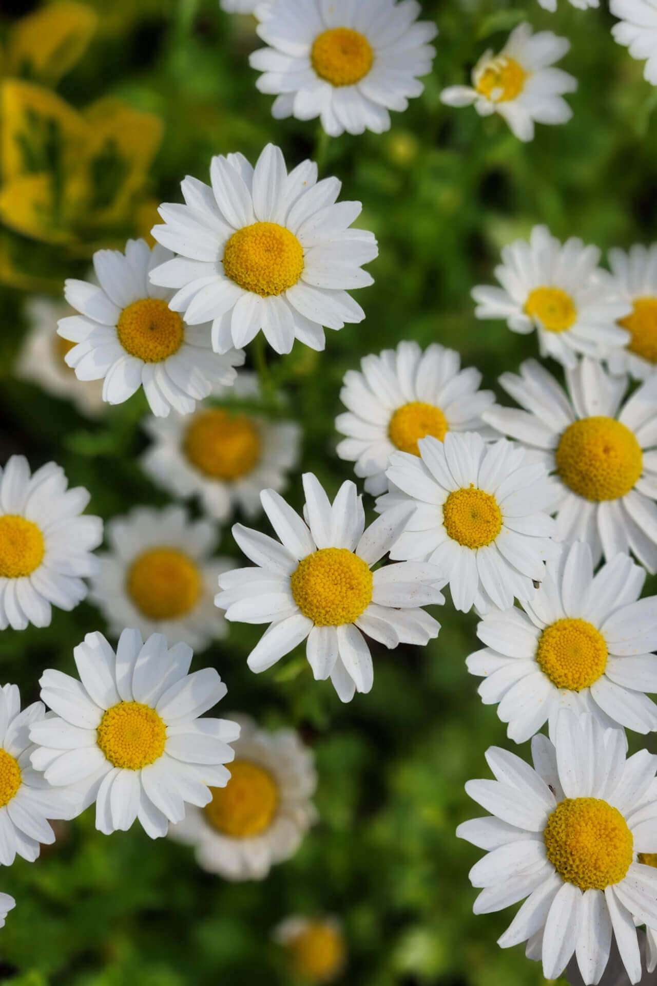 Oxeye daisy cluster with white petals and yellow centers on green foliage