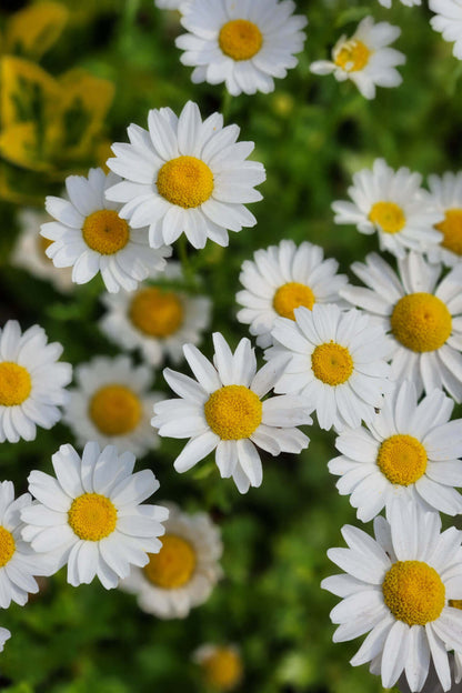 Oxeye daisy cluster with white petals and yellow centers on green foliage