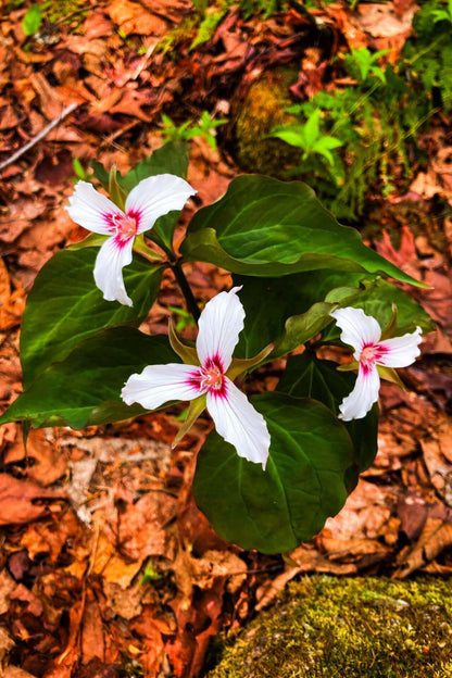 Painted Trillium: three delicate white flowers with pink centers on green leaves