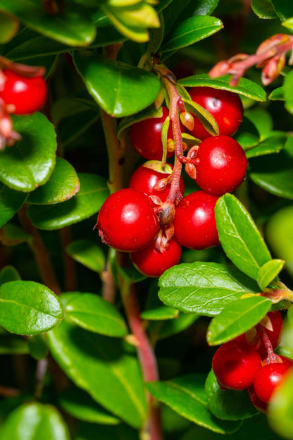 Vibrant red partridgeberries cluster on slender branch with glossy green leaves