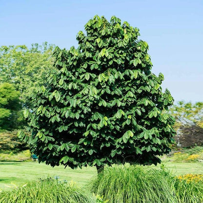Lush Paw Paw Tree with dense dark green foliage in sunlit garden