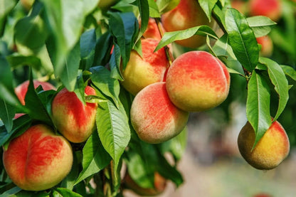 Ripe Flavorich Peach Tree with red-blushed fuzzy peaches on green leaves