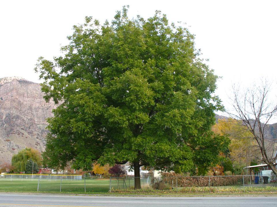 Lush pecan tree with dense green foliage in grassy field by chain-link fence