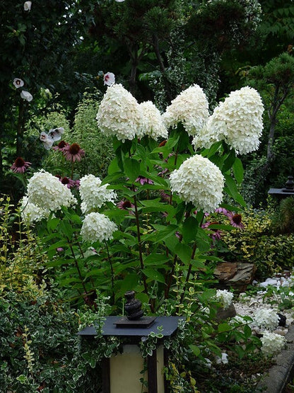 Pee Gee hydrangea white blossoms with green foliage and purple coneflowers