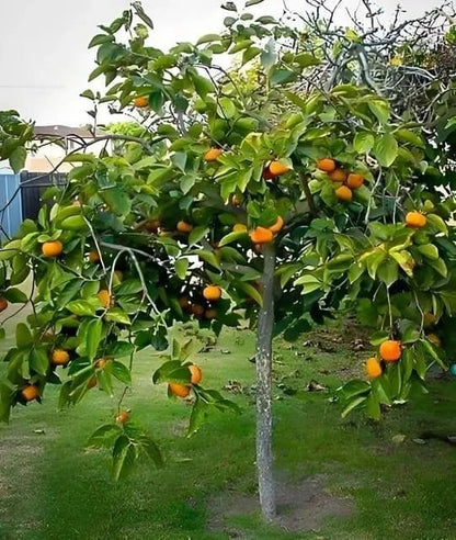 Lush green Persimmon Tree laden with vibrant orange fruit