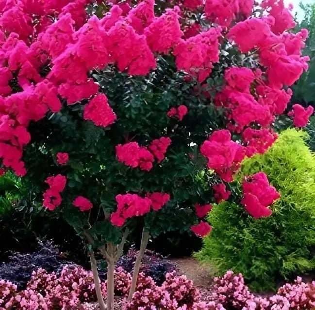 Vibrant Pink Crepe Myrtle tree with magenta blossoms and lush green foliage