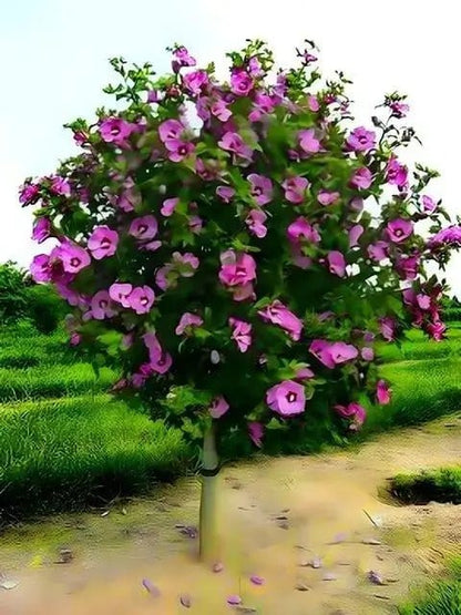 Pink Hibiscus tree with lush pink blossoms and green foliage