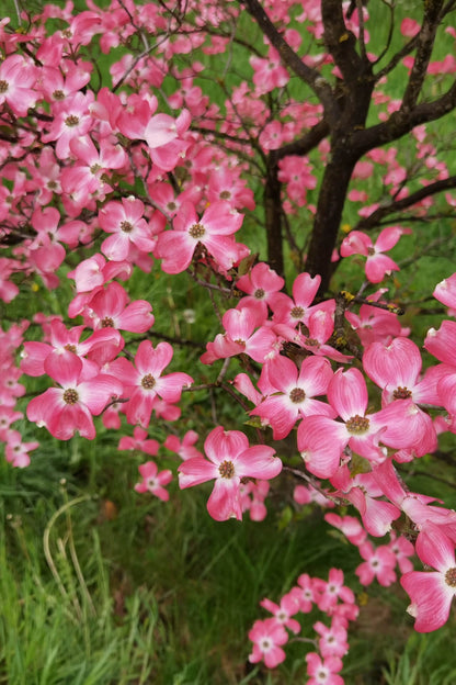 Pink Princess Dogwood tree in full vibrant pink bloom