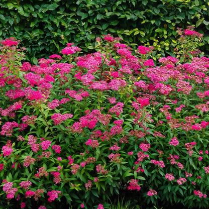 Vibrant Pink Spiraea shrub with dense pink flowers and lush green foliage