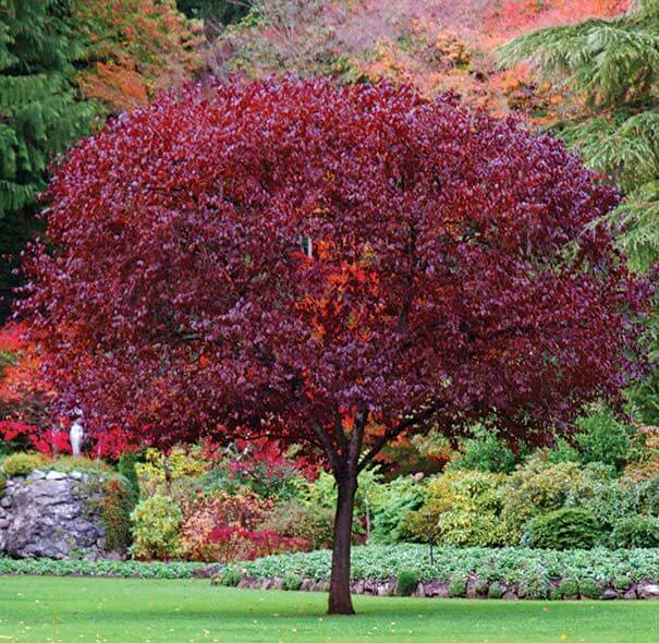 Santa Rosa Plum Tree with vibrant deep burgundy leaves in lush garden