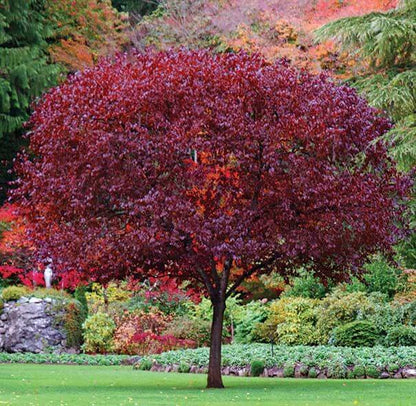 Santa Rosa Plum Tree with vibrant deep burgundy leaves in lush garden