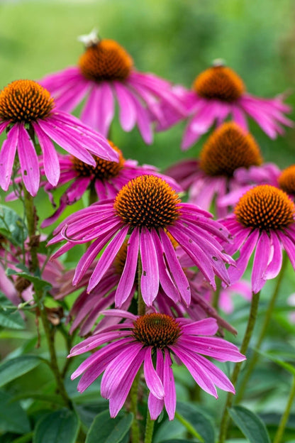 Vibrant purple coneflowers with spiky orange centers in lush green garden