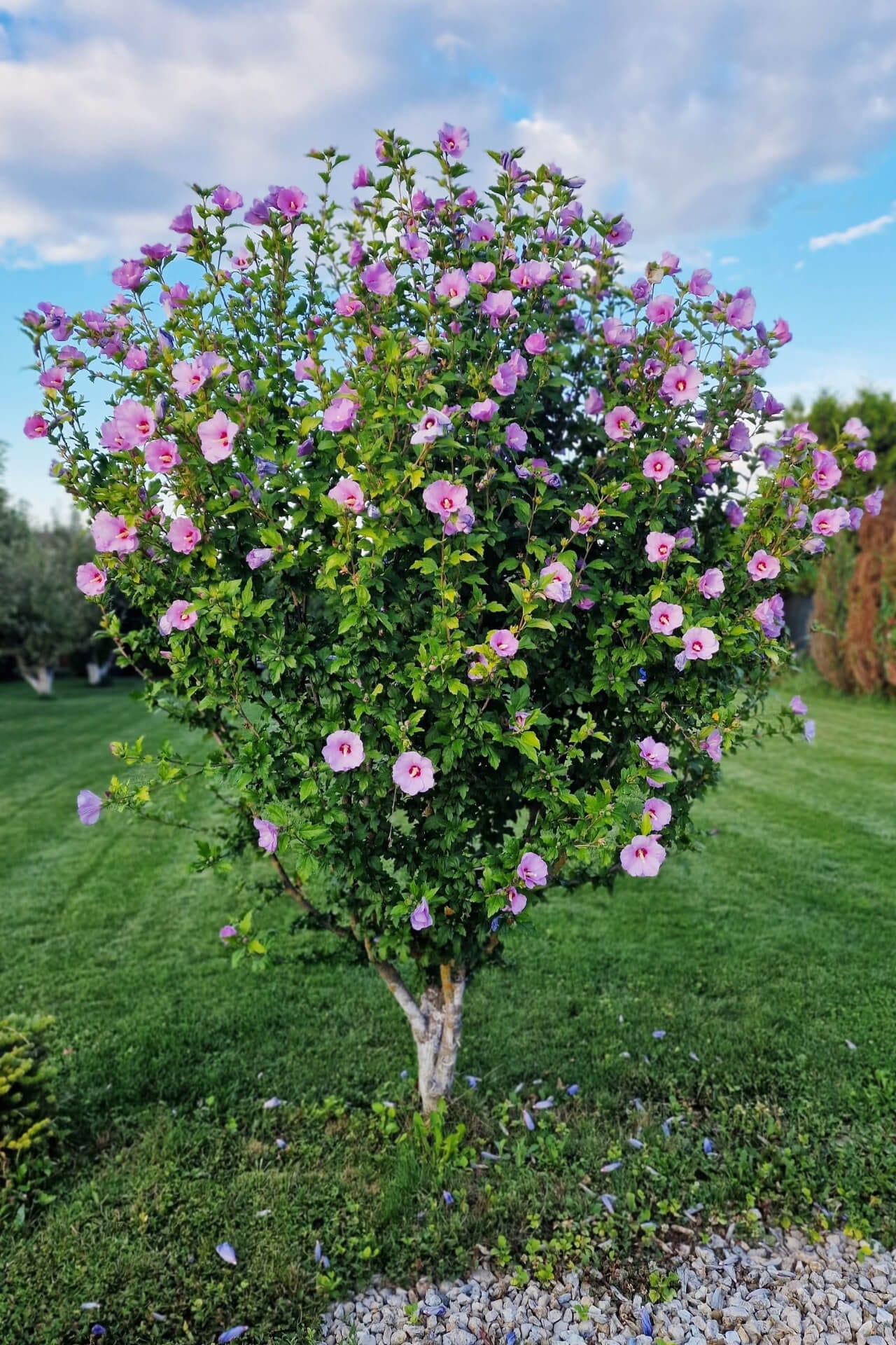 Rose Mallow Hibiscus bush with lush pink purple flowers on green grass