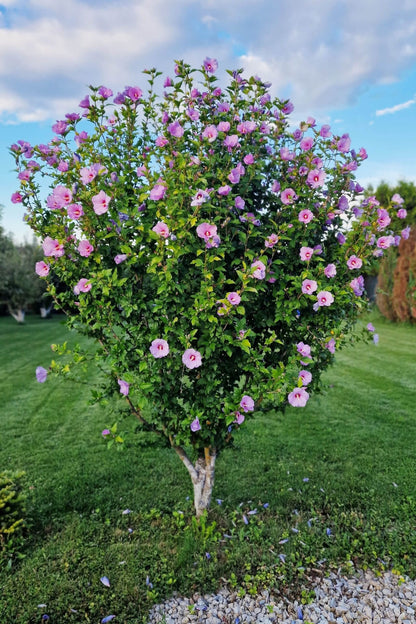 Rose Mallow Hibiscus bush with lush pink purple flowers on green grass