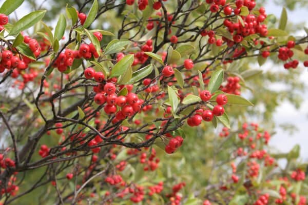 Red chokeberry cluster of vibrant red berries on slender branches with green leaves