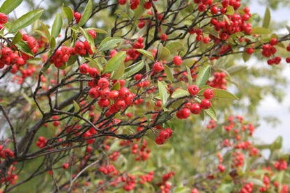 Red chokeberry cluster of vibrant red berries on slender branches with green leaves
