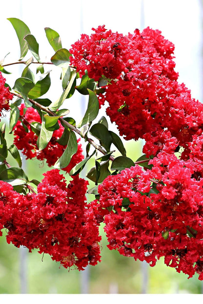 Vibrant Red Crepe Myrtle crape myrtle blossoms clustering on green branches
