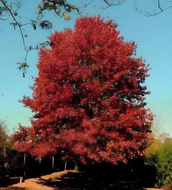 Vibrant red oak tree with fiery foliage against blue sky