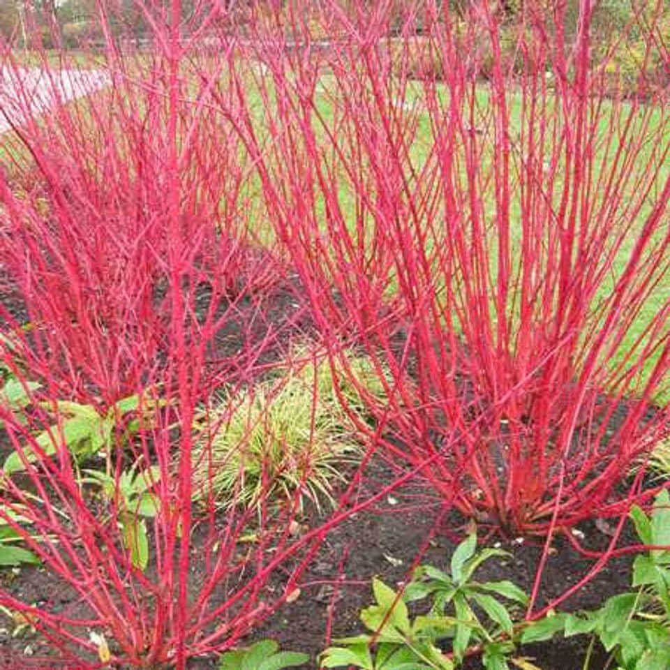 Vibrant Red Osier Dogwood shrubs with red flowers, slender stems, green foliage
