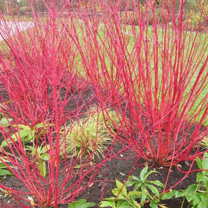 Vibrant Red Osier Dogwood shrubs with red flowers, slender stems, green foliage