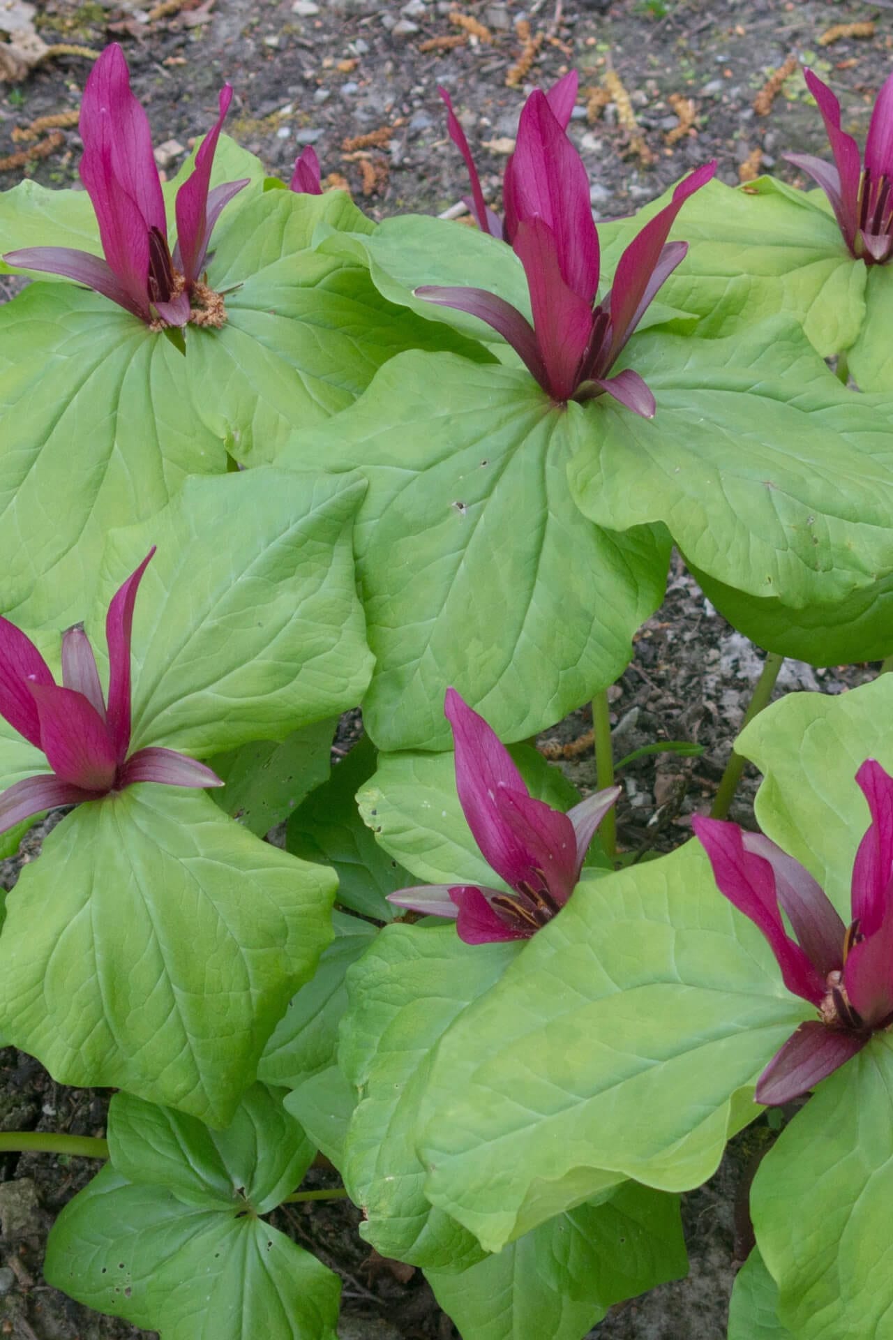 Vibrant magenta Red Trillium flowers with glossy green leaves