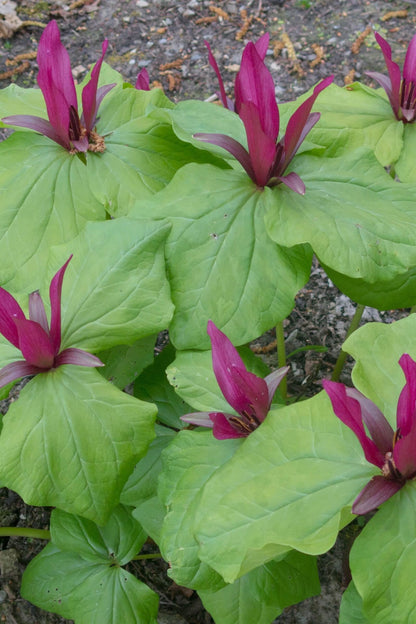 Vibrant magenta Red Trillium flowers with glossy green leaves