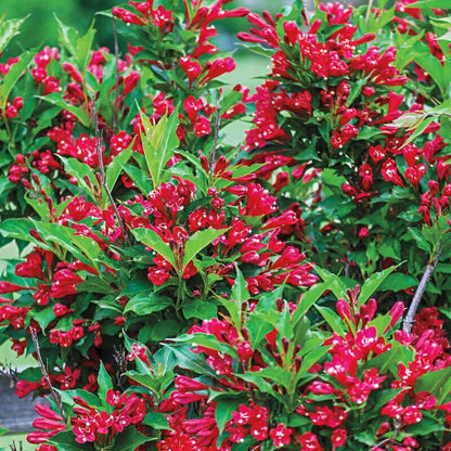 Vibrant red trumpet-shaped flowers on Red Weigela shrub with glossy green leaves